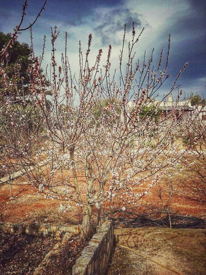 Villa Gardenia Ostuni Eksteriør bilde